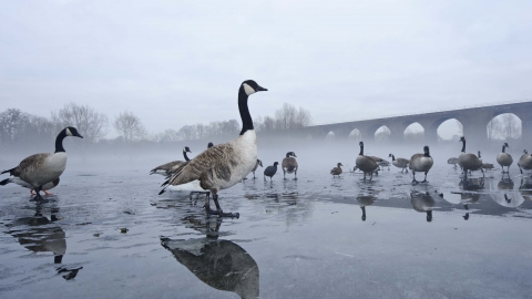 Canada goose Birmingham Black Country Wildlife Trust